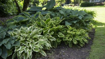 plants-for-shady-areas