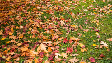 leaves-mulch