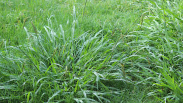 how-to-get-rid-of-crabgrass