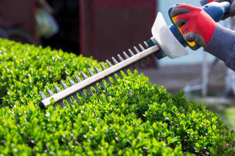 Bushes-and-hedge-trimming