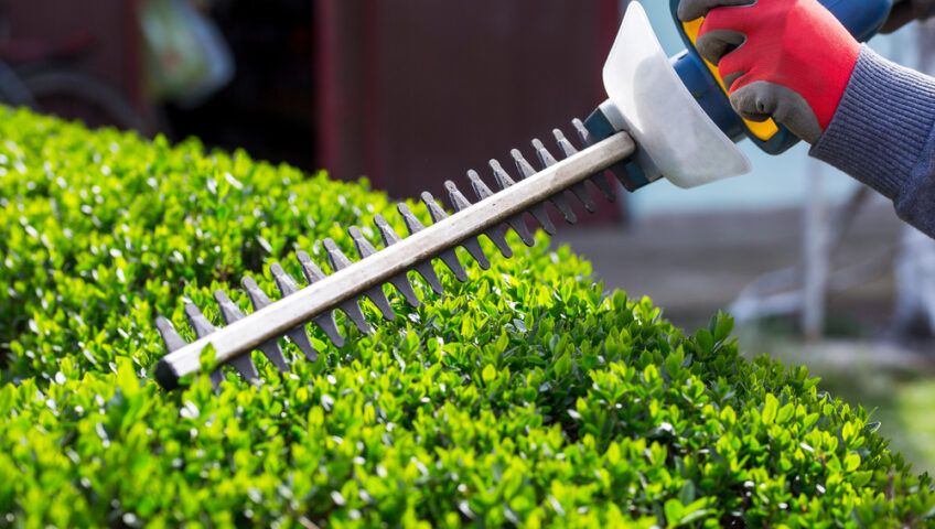 Bushes-and-hedge-trimming