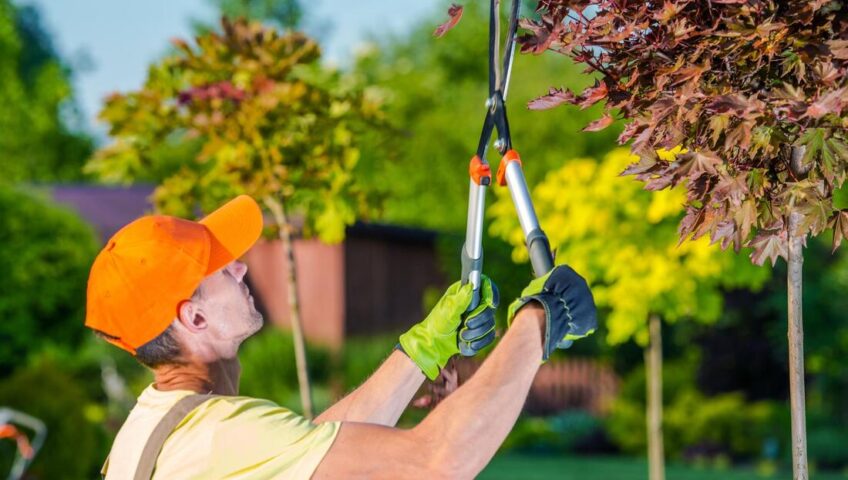 Warren's Lawn Maintenance - Tree Trimming Service