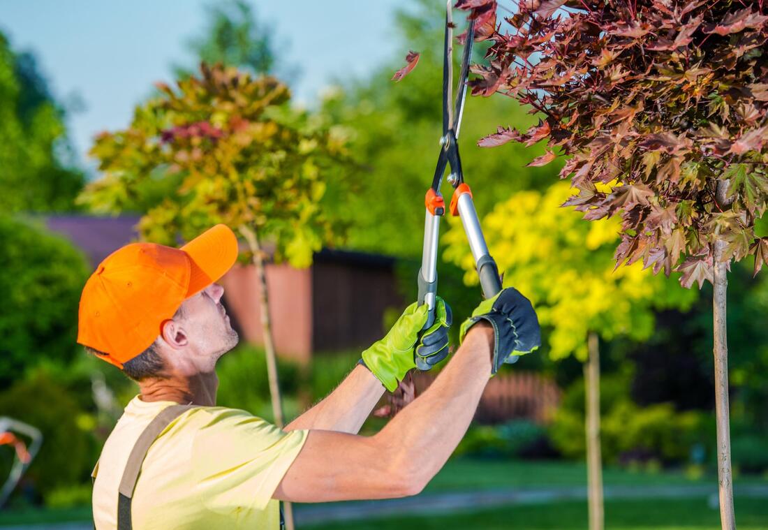 Warren's Lawn Maintenance - Tree Trimming Service