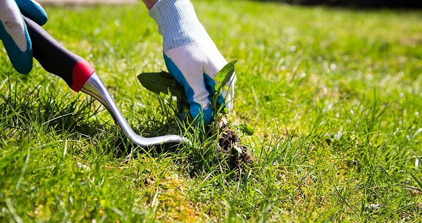 Warren's Lawn Maintenance - Weed Removal and Fertilization Services