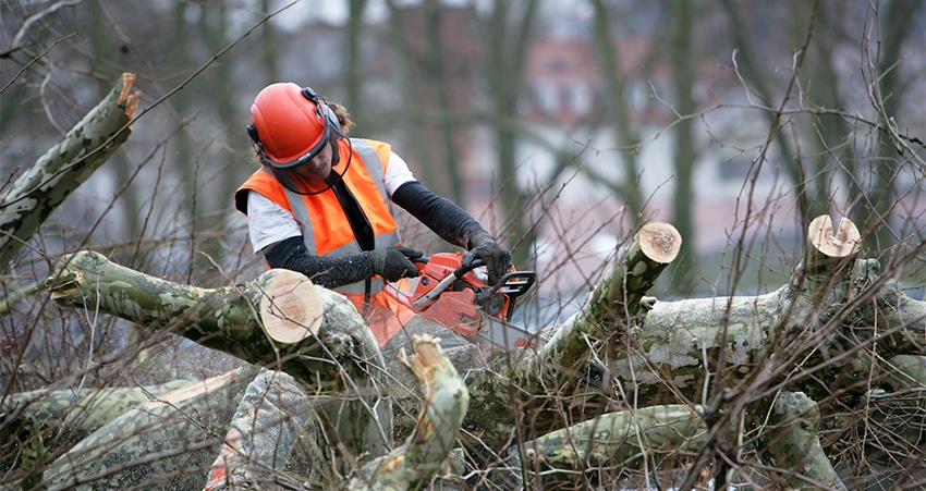 Warren's Lawn Maintenance - Tree Removal Services