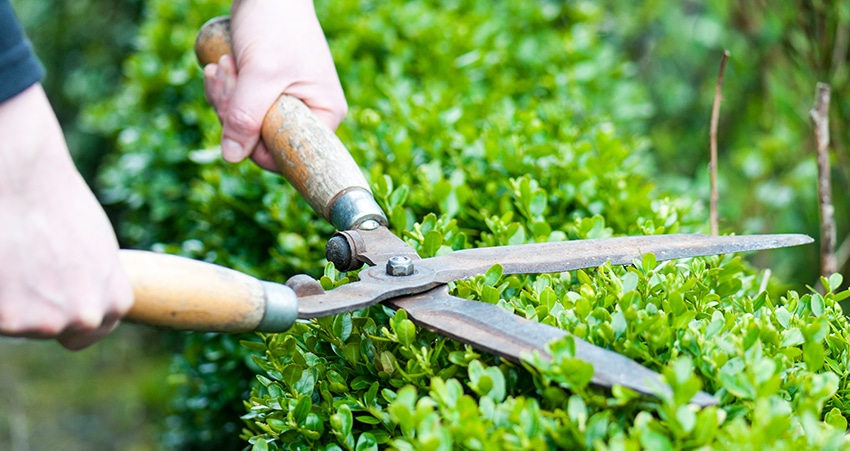 Hedge trimming